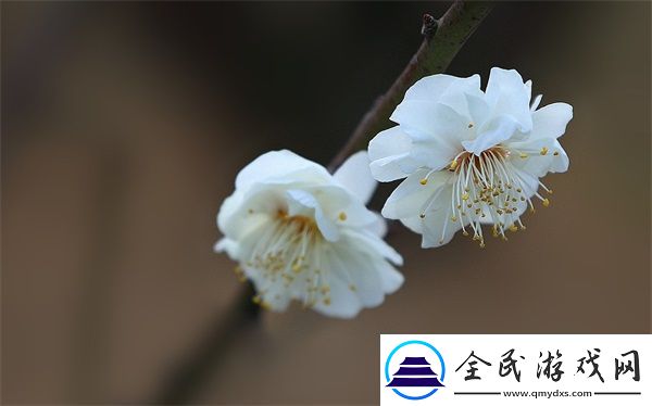 頭等艙特殊待遇2