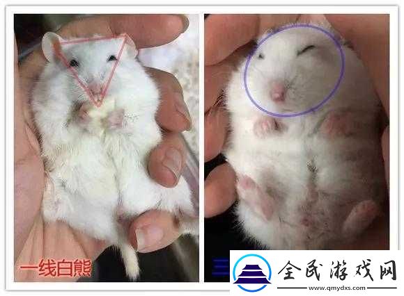 日本一線與三線區別是什么