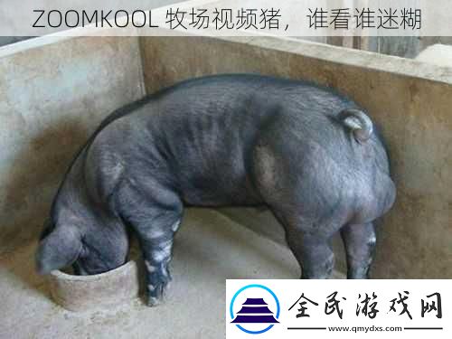 ZOOMKOOL牧場視頻豬誰看誰迷糊