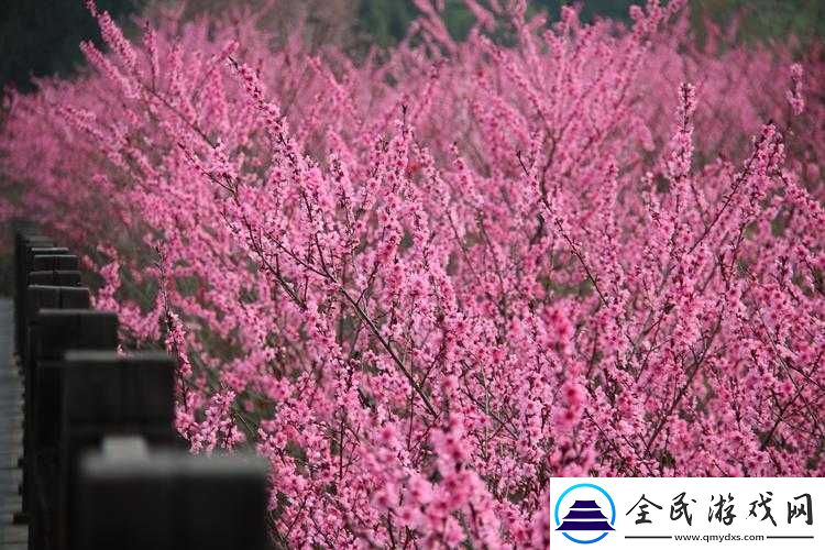 春日繁花似錦踏青賞花正當時