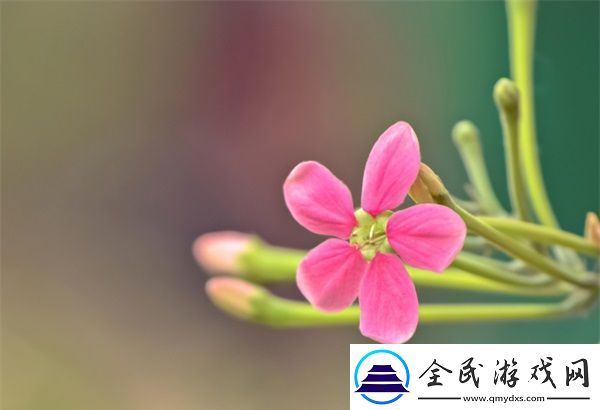 女方用嘴巴吃雞后多久恢復：恢復時間與注意事項