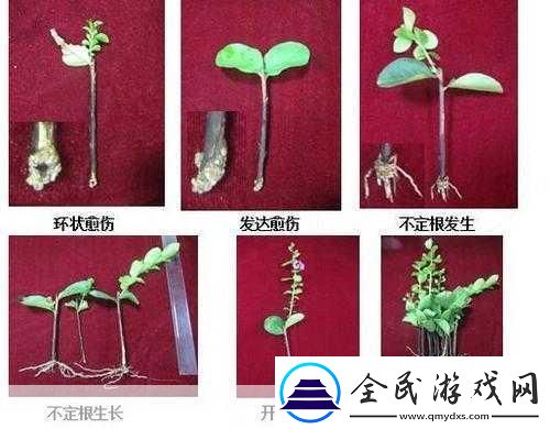 歐式45種扦插方式圖片