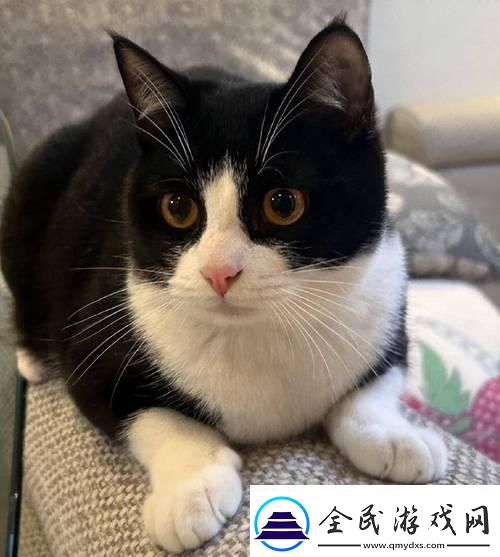 中華田園貓