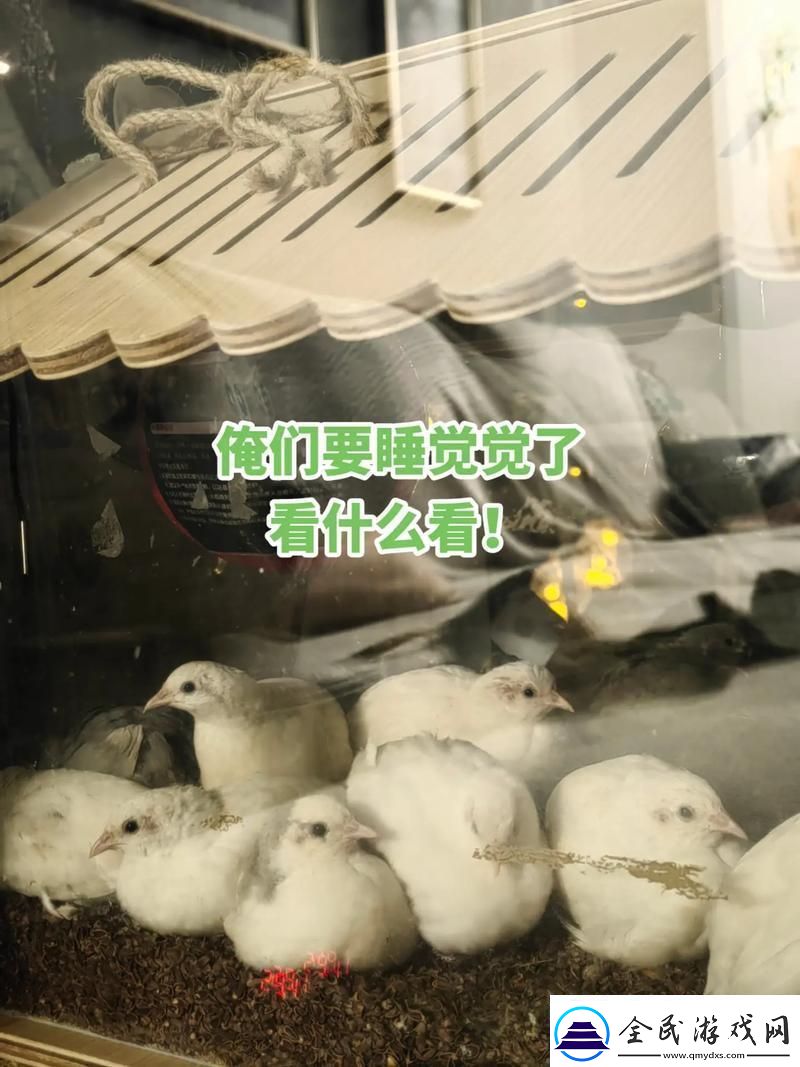 睡覺握雛雞一晚