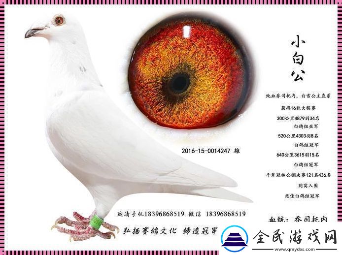 Ggy2022鴿子小白