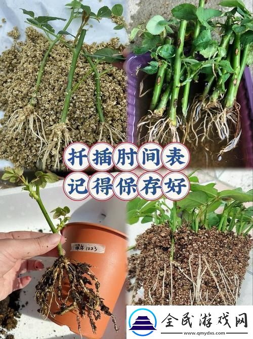 探索“在床上的72種扦插方法”的奇妙之旅柯林資訊