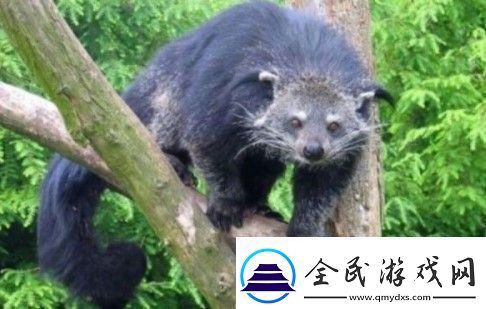 熊貍的氣味聞起來像什么
