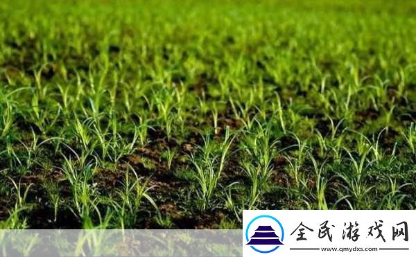 老牛嫩草一二三產(chǎn)品區(qū)別不一樣的快感