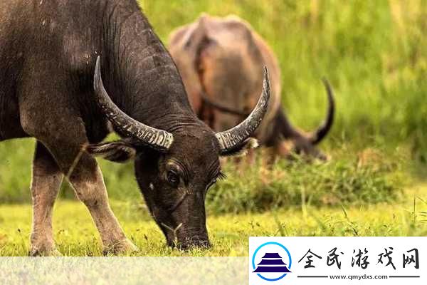 老牛嫩草一二三產(chǎn)品區(qū)別不一樣的快感